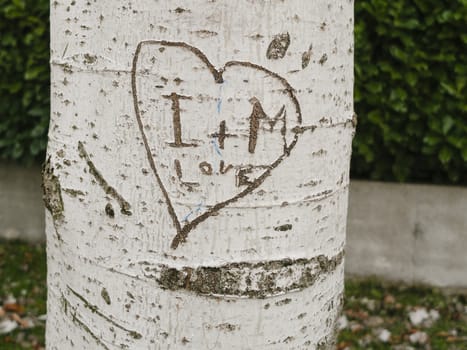 tree with heart engraved with letters I + M and the word love