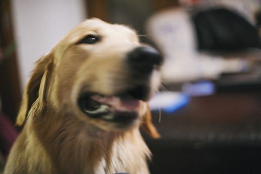 portrait of golden retriever dog in peaceful home while resting