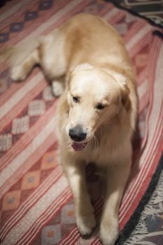 portrait of golden retriever dog in peaceful home while resting