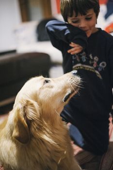 little girl at home with her golden retriever dog have affectionate gestures