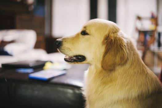 portrait of golden retriever dog in peaceful home while resting
