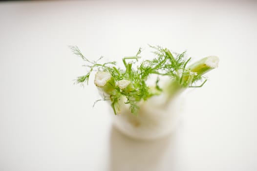still-life photograph of fennel on white background