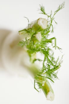 still-life photograph of fennel on white background