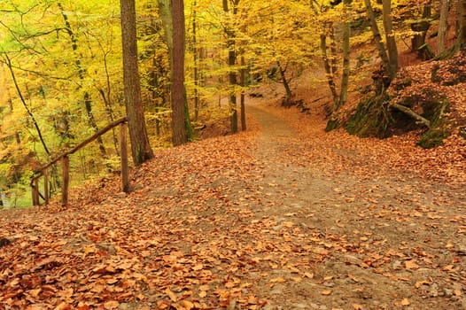 Autumn road leading misty forest with fallen leaves