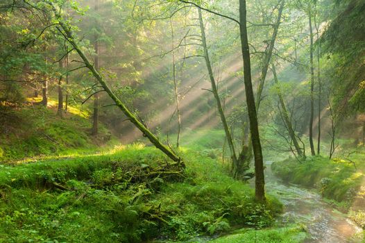 Sunshine rays glowing in fog in a green forest