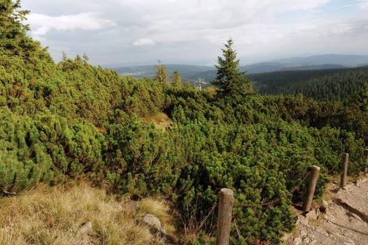 Stone Mountain landscape with mountain pine and cloudy sky