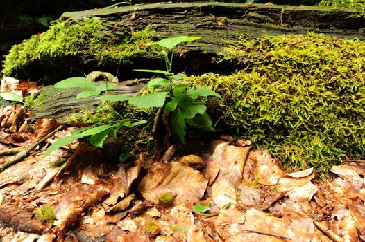 Beautiful green spring moss and fern in the forest