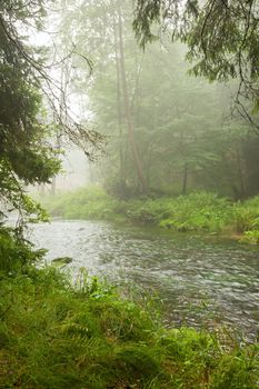 Small River flowing through a green forest in rain and fog