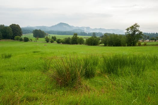 Green landscape of Czech Saxon Switzerland after the rain