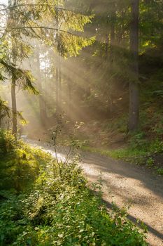 Sunshine rays glowing in fog in a green forest