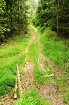 Forest path with fresh spring grass and tribes