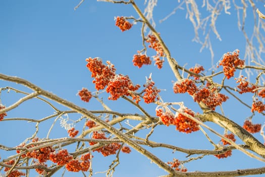 Rowan winter sky winter morning in the background trees