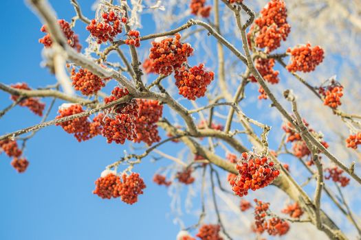 Rowan winter sky winter morning in the background trees