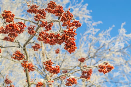 Rowan winter sky winter morning in the background trees