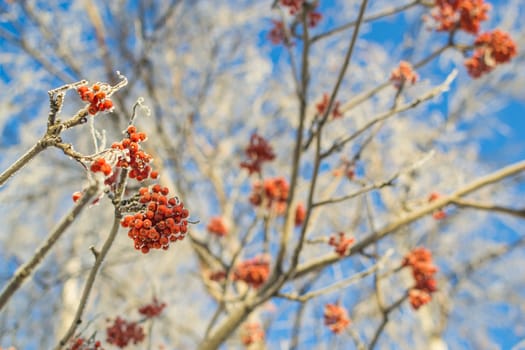 Rowan winter sky winter morning in the background trees