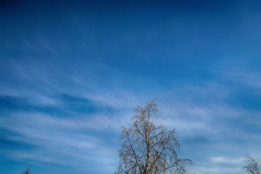 blue sky white tree moon sky beautiful winter day in the winter city