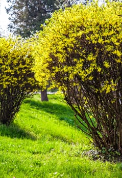 yellow flowers of forsythia shrub. lovely nature background in the garden on sunny springtime day