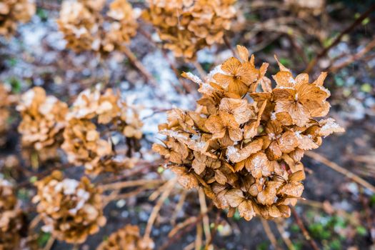 Dried and brown Hydrangeaceae flowers with snow
