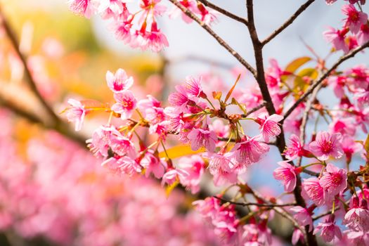 Sakura flowers blooming blossom in Chiang Mai, Thailand, nature background