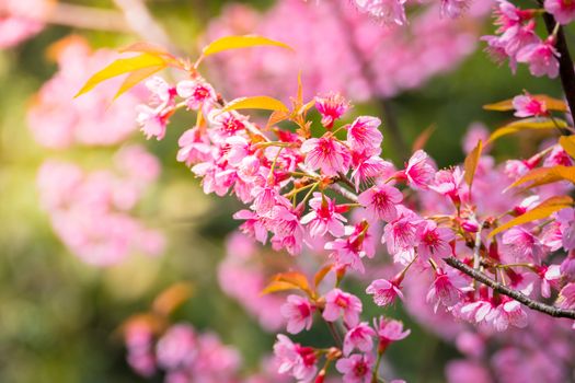 Sakura flowers blooming blossom in Chiang Mai, Thailand, nature background