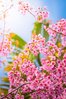 Sakura flowers blooming blossom in Chiang Mai, Thailand, nature background