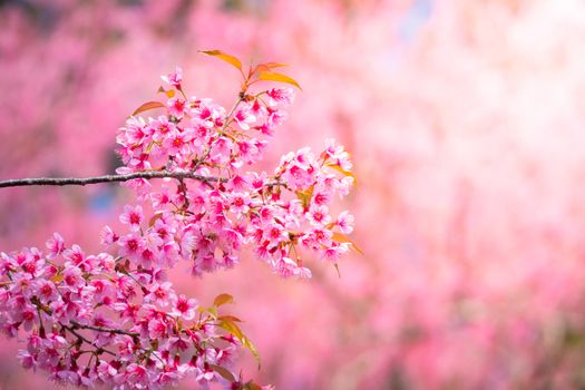 Sakura flowers blooming blossom in Chiang Mai, Thailand, nature background