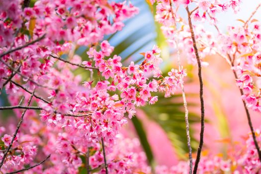 Sakura flowers blooming blossom in Chiang Mai, Thailand, nature background