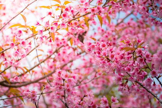 Sakura flowers blooming blossom in Chiang Mai, Thailand, nature background