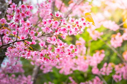 Sakura flowers blooming blossom in Chiang Mai, Thailand, nature background