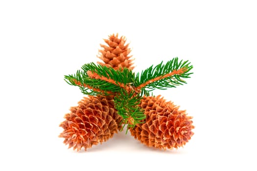 Three pine cones and branches casting shadows on a white background