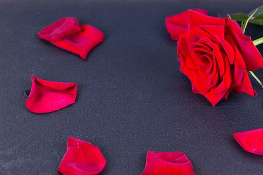 Red rose and petals on the black background