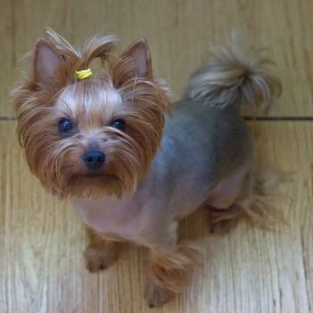 Dog yorkshire terrier is sitting on the Floor