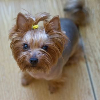 Dog yorkshire terrier is sitting on the Floor