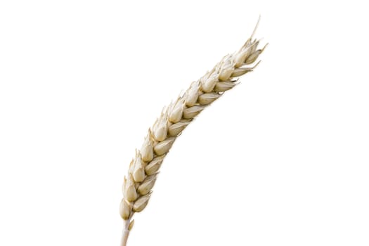 Ear of the ripe wheat on the light background closeup 
