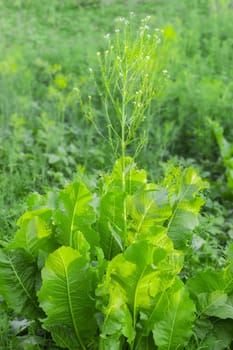 Plant of the flowering horseradish with leaves and stem with flowers on a field
