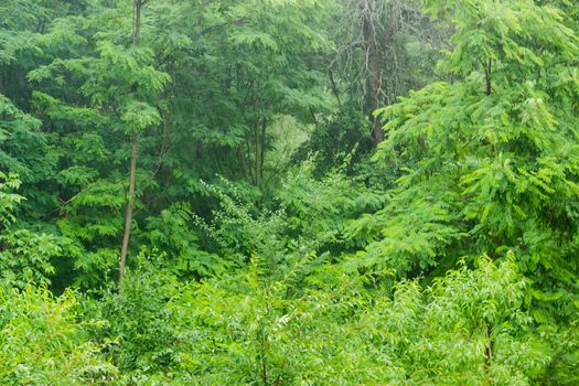 Background of a fragment of the deciduous forest during heavy rain in summer
