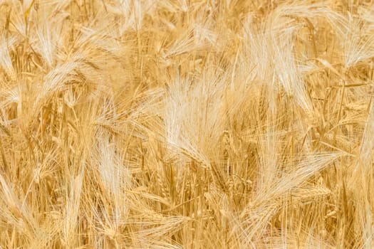 Background of a fragment of the field with ripe barley at summer day 
