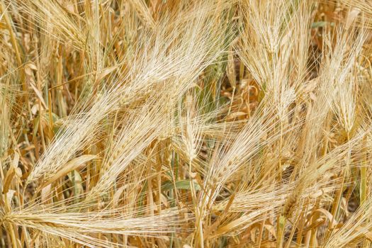 Background of a fragment of the field with ripening barley at summer day 
