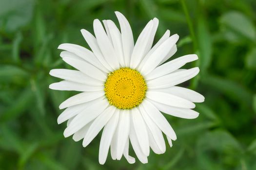 Top view of the flower of the oxeye daisy on a green blurry background of foliage closeup
