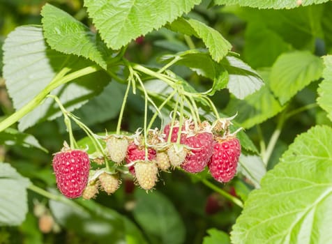 Branch of the raspberries with several ripe and immature berries among the green leaves on the bush
