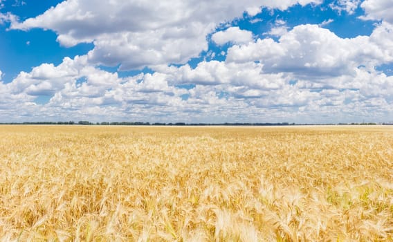 Field with ripening barley on the background of the sky with clouds at summer day
