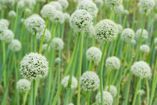 Background of the planting of the onion stems with the ripening inflorescences
