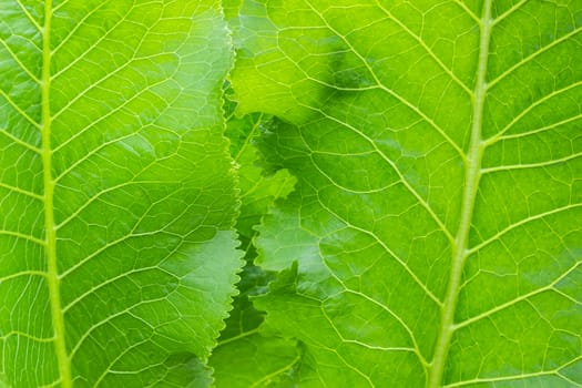 Background of a fragment of several leaves of the horseradish closeup
