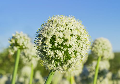 Inflorescence of the onion on a stem closeup on a background of onion planting and sky 
