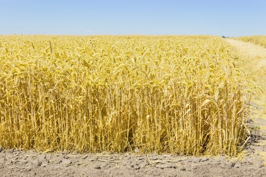 Edge of the field of the ripe wheat on a background of the clear sky at summer day
