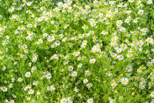 Background of a fragment of the meadow with wild chamomile
