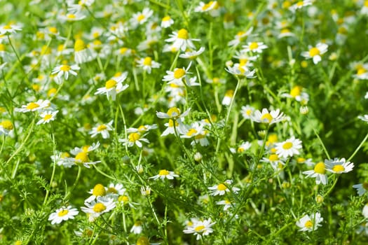 Flowering wild chamomiles on the meadow closeup
