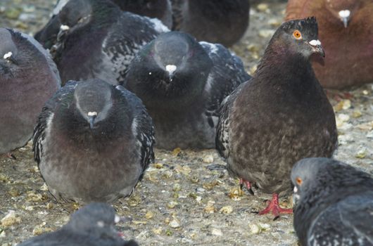 funny birds close up pigeons crowd on the street