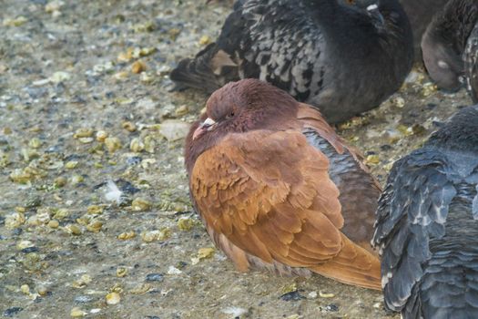 brown pigeon closeup of a cheerful bird in the city