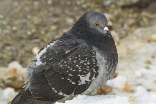 the king of the birds close up pigeon looks high